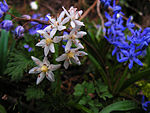 Scilla bifolia blanka