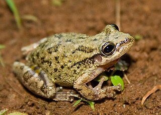 Scinax similis