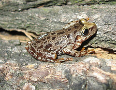 Description de l'image Scinax uruguayus03.jpg.