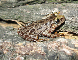 Scinax uruguayus httpsuploadwikimediaorgwikipediacommonsthu