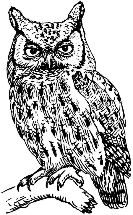 Tập tin:Screech owl (PSF).png