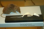 Miniatura per Scutisorex