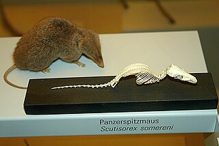 <i>Scutisorex</i> Genus of mammals