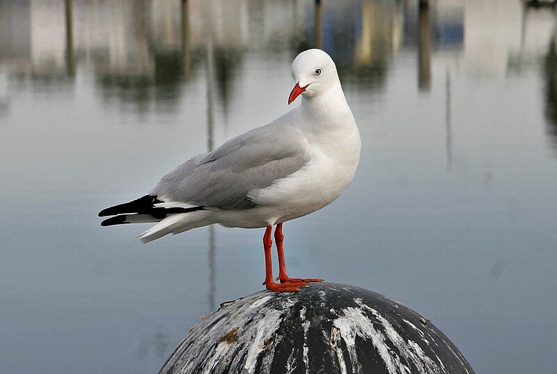 File:Seagull on sale pier.jpg