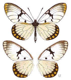 <i>Acraea rabbaiae</i> Species of butterfly