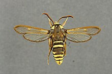 Sesia apiformis mount.jpg