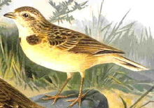 Shorttoedlark59.JPG