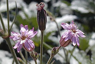 <i>Silene verecunda</i> Species of flowering plant