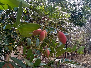 Simarouba glauca fruits 2.jpeg