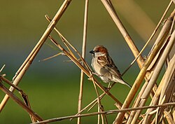 Sind Sparrow (Passer pyrrhonotus) (33645755113).jpg