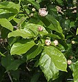 Sinocalycanthus chinensis