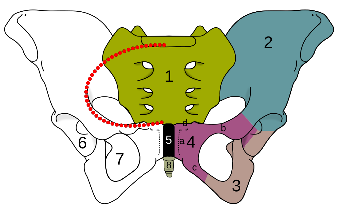 Linea terminalis