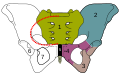 Ryc. 2 1- kość krzyżowa, 2 - kość biodrowa, 3 - kość kulszowa, 4 - kość łonowa