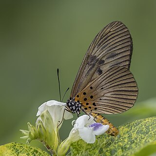 <i>Bematistes vestalis</i> Species of butterfly