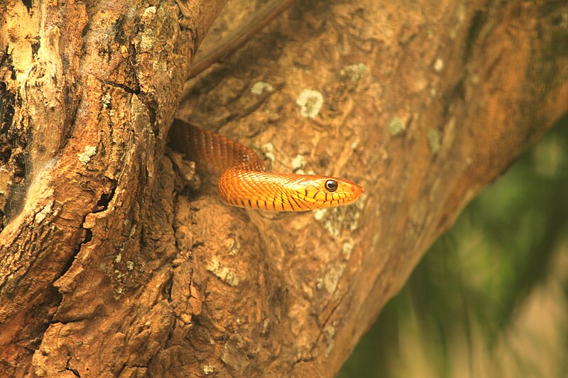 File:Snake peeping from a tree at Bannerghatta National Park, Bangalore.jpg