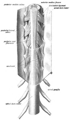 The spinal cord with dura cut open, showing the exits of the spinal nerves.