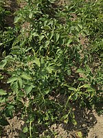 Solanum tuberosum Bionta (02).jpg