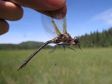 Somatochlora kennedyi 12966810.jpg