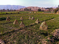 Image 11Songbirds in cages at a farm in Nangarhar Province, used for the pleasure of the site's farmers (from Culture of Afghanistan)