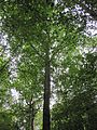 English: Nature trail in Sorkwity Polski: Ścieżka dydaktyczo-ekologicza w Sorkwitach