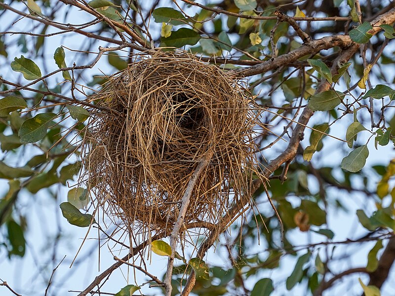 File:Sparrow-weaver Nest Luangwa Zambia Jul23 A7C 05868.jpg
