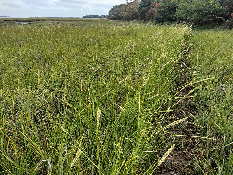 File:Spartina alterniflora, Hythe 5 (53050259155).jpg