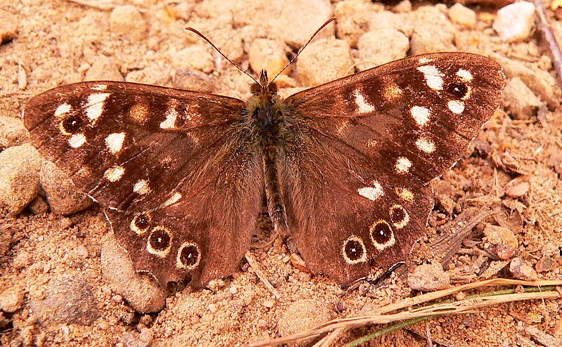 File:Speckled Wood 1.jpg