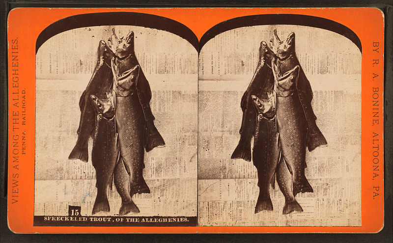 File:Speckled trout of the Alleghenies, by R. A. Bonine.jpg