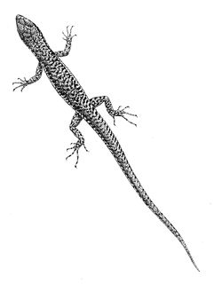 <i>Sphenomorphus annectens</i> Species of lizard