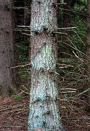 Spiky branch remains on a spruce by Myrstigen track