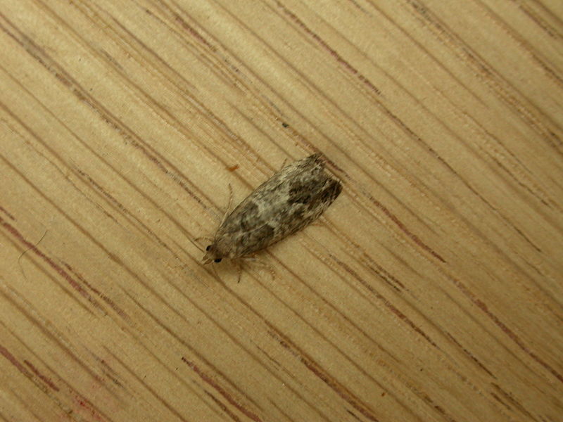 File:Spilonota sp. (7939284720).jpg