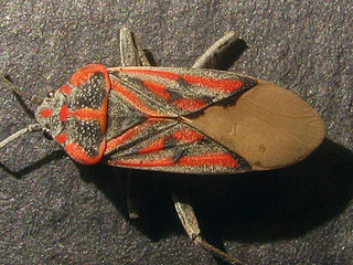 <i>Spilostethus crudelis</i> Species of true bug
