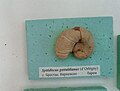 en:Spitidiscus gastaldianus (d'Orbigny), Lower en:Barremian, en:Brestak, (Coll. St. en:Breskovski) at the en:Sofia University "St. Kliment Ohridski" Museum of Paleontology and Historical Geology