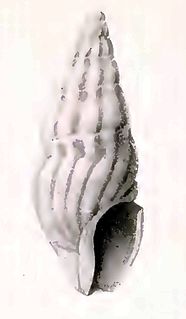 <i>Splendrillia lalage</i> species of mollusc