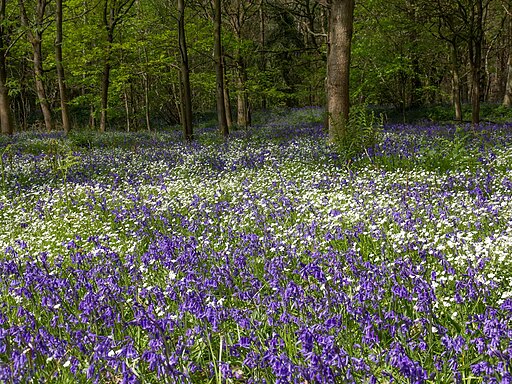 Spring flowers in Oakley Wood - geograph.org.uk - 3466444