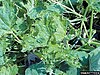 Effect of squash mosaic virus on squash leaves