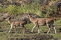 * Nomination Sri Lankan spotted deer (Axis axis ceylonensis) female and male --Charlesjsharp 18:08, 20 March 2022 (UTC) * Promotion  Support Good quality. --Velvet 07:38, 21 March 2022 (UTC)