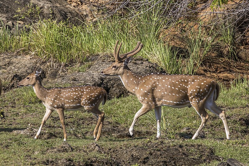File:Sri Lankan spotted deer (Axis axis ceylonensis) female and male.jpg