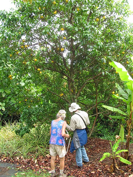 File:Starr-140925-5016-Pouteria caimito-habit with Angela and Forest-Pali o Waipio Huelo-Maui (24619933853).jpg