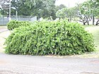 Starr 030602-0067 Jasminum multiflorum.jpg