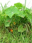 Starr 050415-0027 Tropaeolum majus.jpg