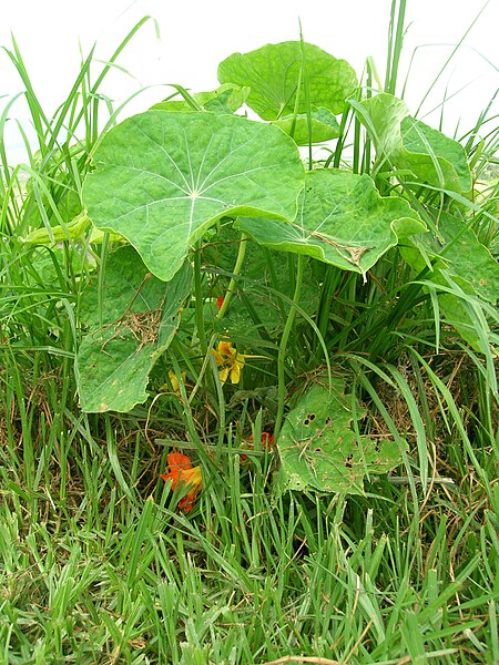 File:Starr 050415-0027 Tropaeolum majus.jpg