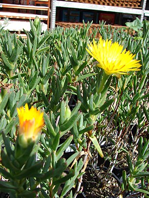 Starr 080117-2149 Lampranthus sp..jpg