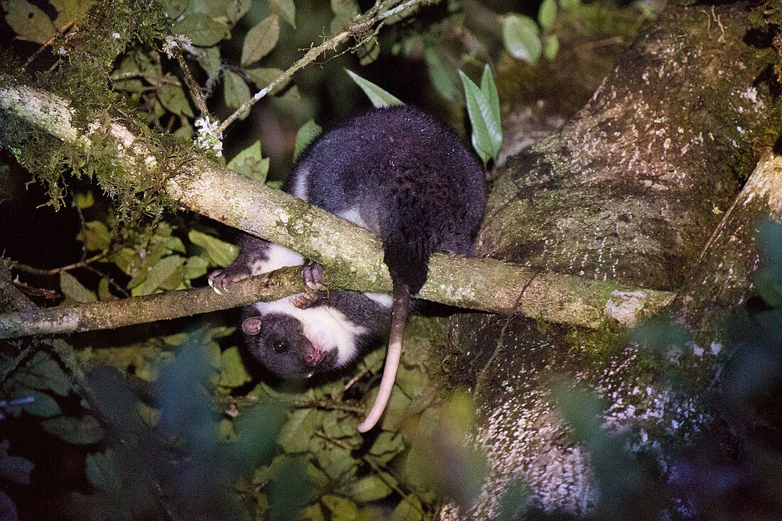 Stein's cuscus