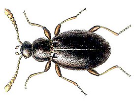 Stenichnus pusillus