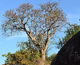 Sterculia africana