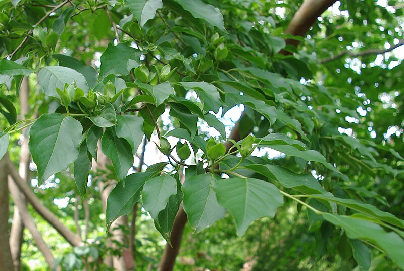 File:Stewartia sinensis foliage.jpg