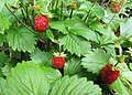 Čeština: Lesní jahody (Fragaria vesca) v přírodním parku Třemšín nedaleko Hutí pod Třemšínem, okres Příbram - ČR English: Fragaria vesca in Nature park Třemšín, Příbram District in Czech Republic