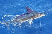 Stripe marlin na costa de Carrillo.jpg