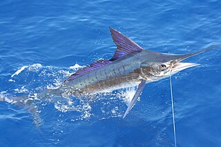Hooked striped marlin